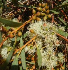 Eucalyptus diversifolia