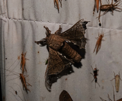 Bombyx