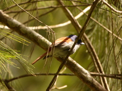 Terpsiphone bourbonnensis