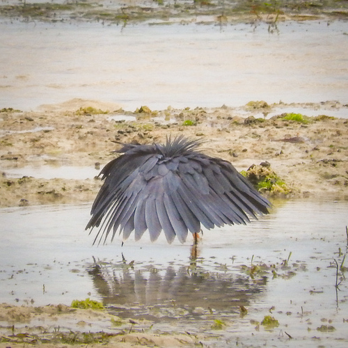 iNaturalist: (c) Gordon Krefting, some rights reserved (CC BY-NC), uploaded by Gordon Krefting iNaturalist image