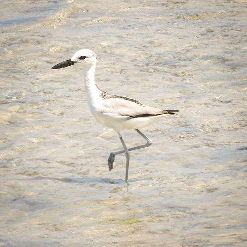 iNaturalist image