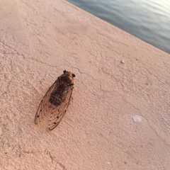 Cicada mordoganensis