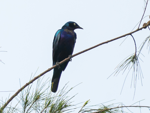 Splendid Starling