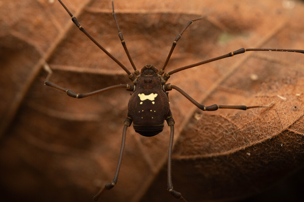 daddy longlegs