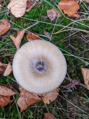 Amanita submembranacea