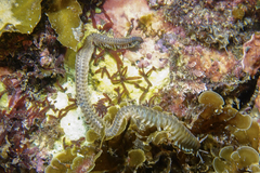 Eunicidae