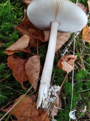 Amanita submembranacea