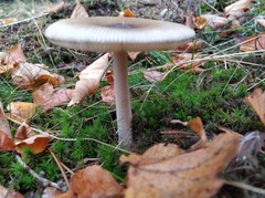 Amanita submembranacea