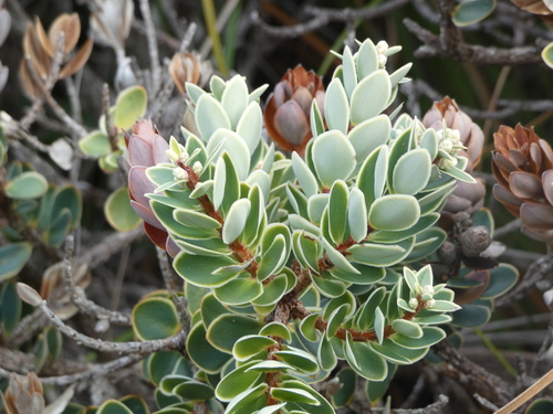 Cyathopsis albicans observed 2026-08-02