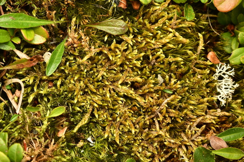 Hylocomiastrum pyrenaicum observed 2026-08-07