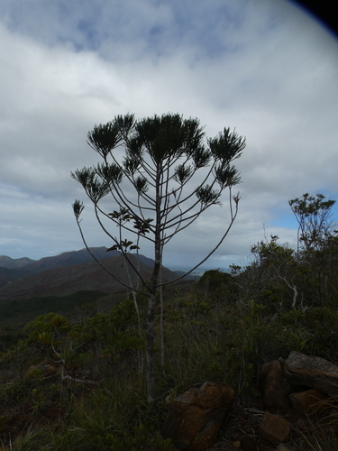Dacrydium araucarioides observed 2026-08-02