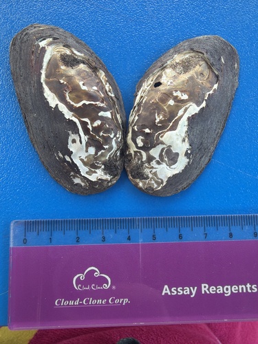 Eastern Elliptio