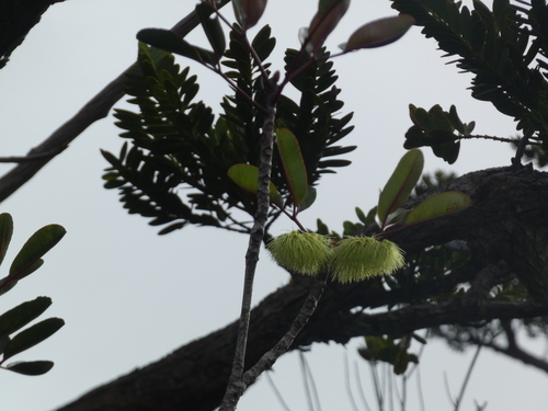 Cunonia macrophylla observed 2026-08-02