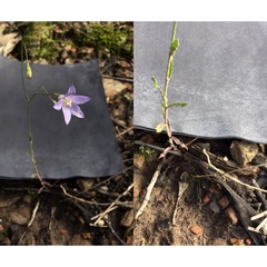 Wahlenbergia victoriensis