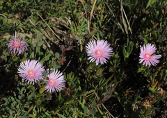 Lampranthus multiradiatus
