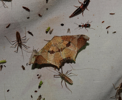 Semiothisops macariata