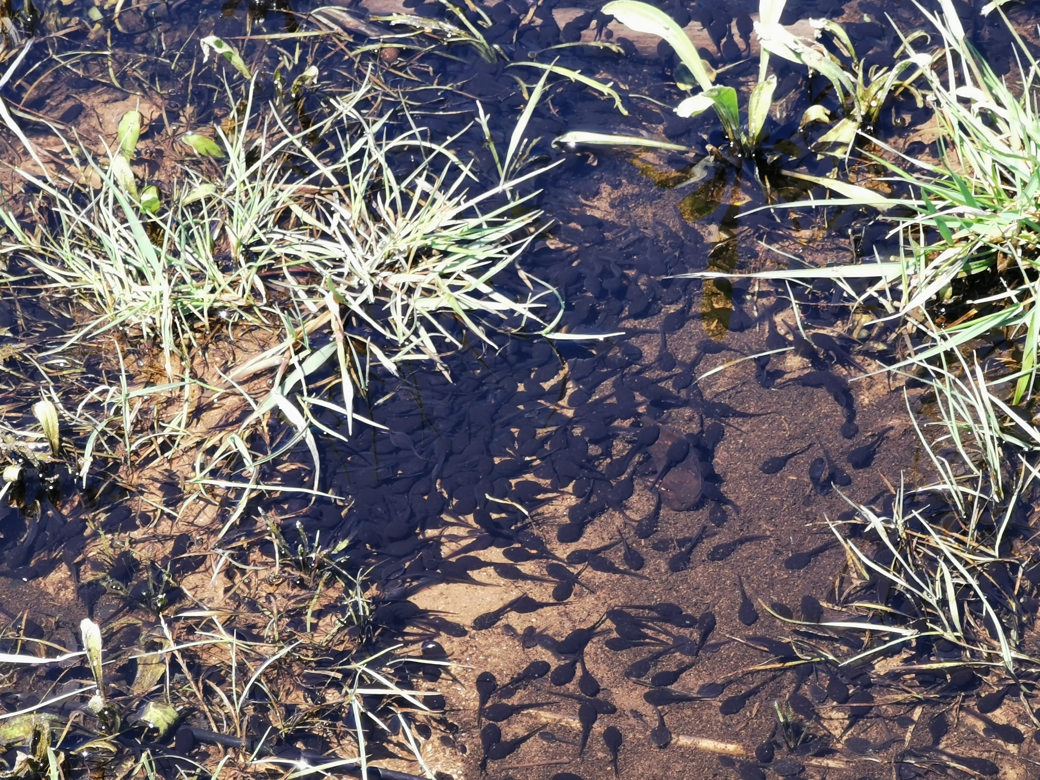 Wetland water quality monitoring