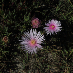 Lampranthus multiradiatus