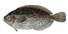 Cornish Blackfish photo 2