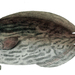Schedophilus medusophagus - Photo 
R. Mintern, sin restricciones conocidas de derechos (dominio público)