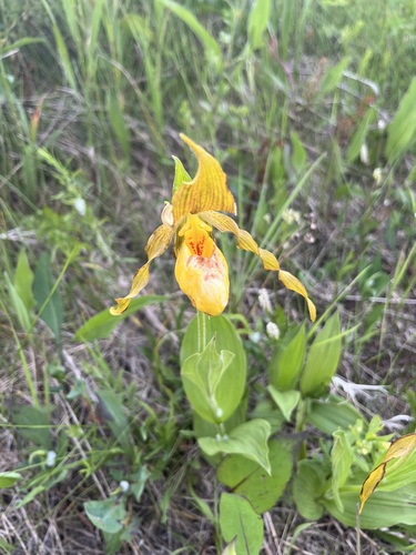 yellow lady's slipper