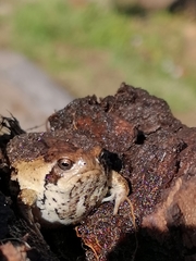 Breviceps rosei rosei