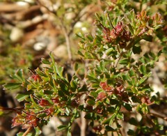 Dodonaea humilis