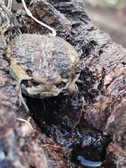 Breviceps rosei rosei