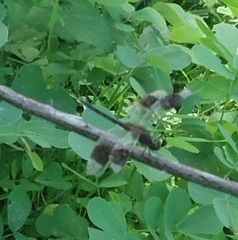 Erythrodiplax umbrata