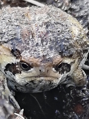 Breviceps rosei rosei