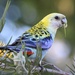 Pale-headed Rosella - Photo (c) Sylvia Alexander, some rights reserved (CC BY-NC), uploaded by Sylvia Alexander
