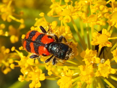 Trichodes leucopsideus