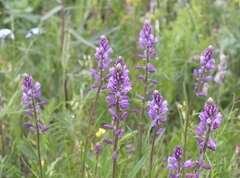 Polygala comosa