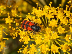 Trichodes leucopsideus