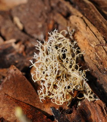 Phaeoclavulina ochracea