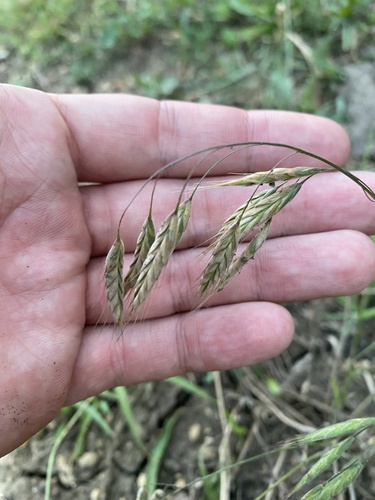 Bromus squarrosus, photograph 2