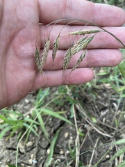 Bromus squarrosus, photograph (c) Илья Руденко, some rights reserved (CC BY)