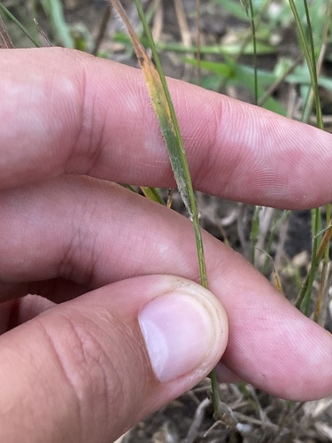 Bromus squarrosus, photograph 5
