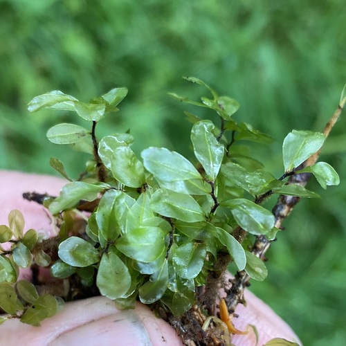 Rhizomnium magnifolium observed 2026-08-01