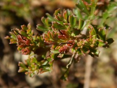 Dodonaea humilis
