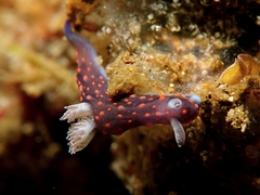 Nembrotha
