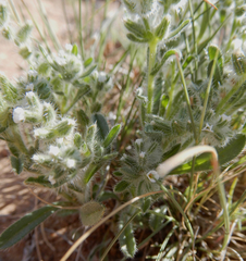 Cryptantha crassisepala