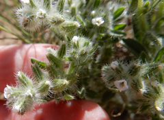 Cryptantha crassisepala