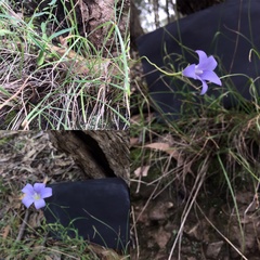 Wahlenbergia graniticola