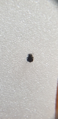Halticini
