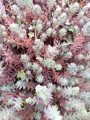Petrosedum rupestre