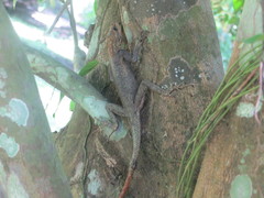 Agama