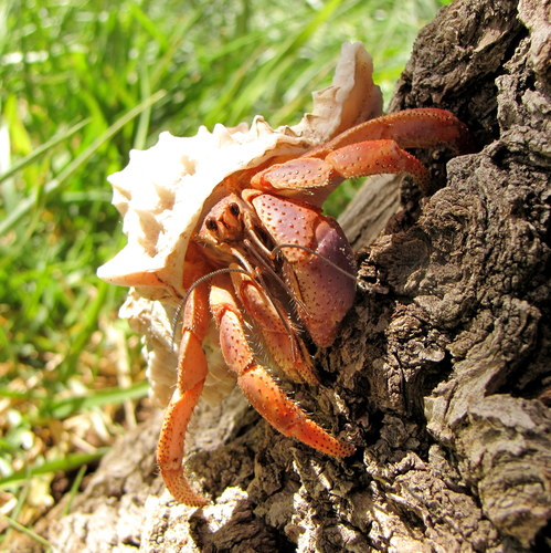 Caribbean Land Hermit Crab, photo 4 of 10