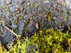 Trichoniscus pusillus