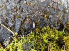 Trichoniscus pusillus